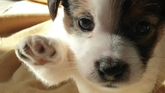 Allevamento STESI Jack Russell - Pensione per Animali - Alessandria pet otel