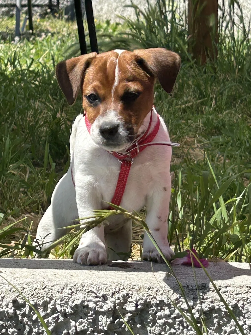 Allevamento STESI Jack Russell - Pensione per Animali - Alessandria pet otel görseli 3