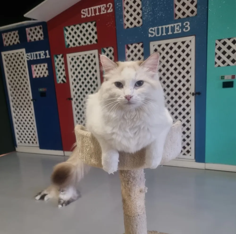 Cat Resort - Alessandria pet otel görseli 10