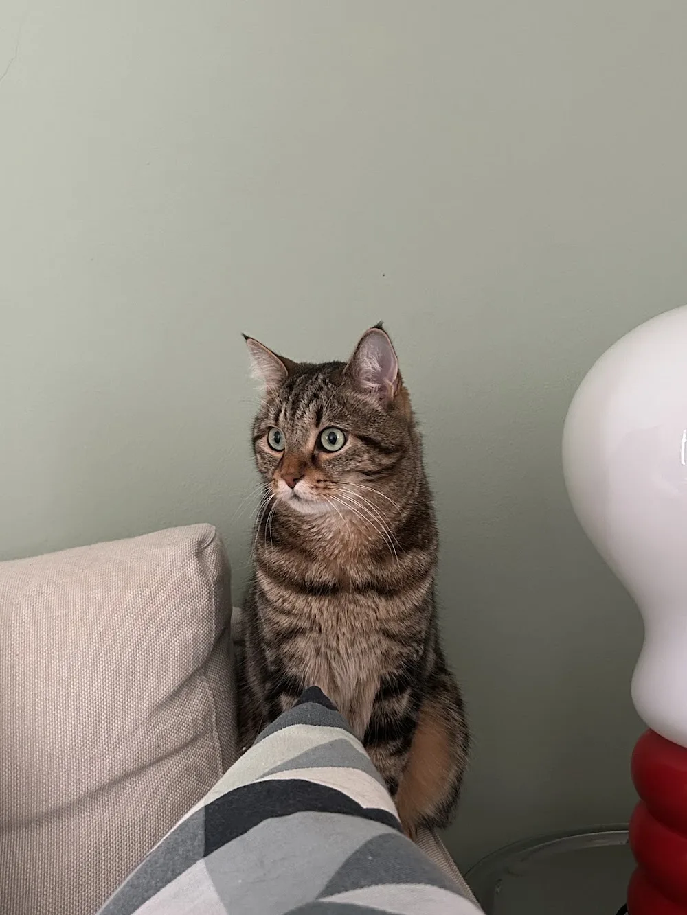 Cat Resort - Alessandria pet otel görseli 11
