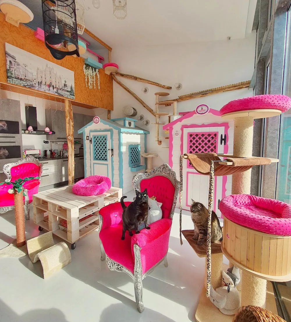 Cat Suite Hotel - Il Primo Hotel 5 Stelle Lusso solo per Gatti! - Alessandria pet otel görseli 3