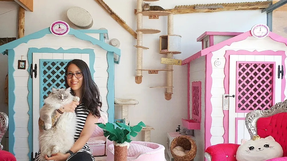 Cat Suite Hotel - Il Primo Hotel 5 Stelle Lusso solo per Gatti! - Alessandria pet otel görseli 6