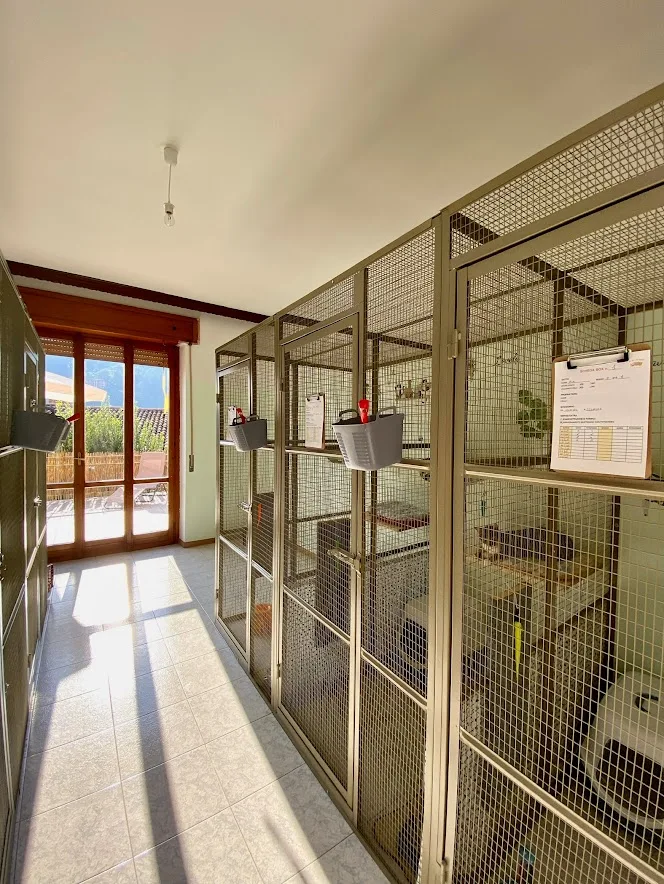 Gli Amici di Dusty - pensione per gatti a Bergamo - Alessandria pet otel