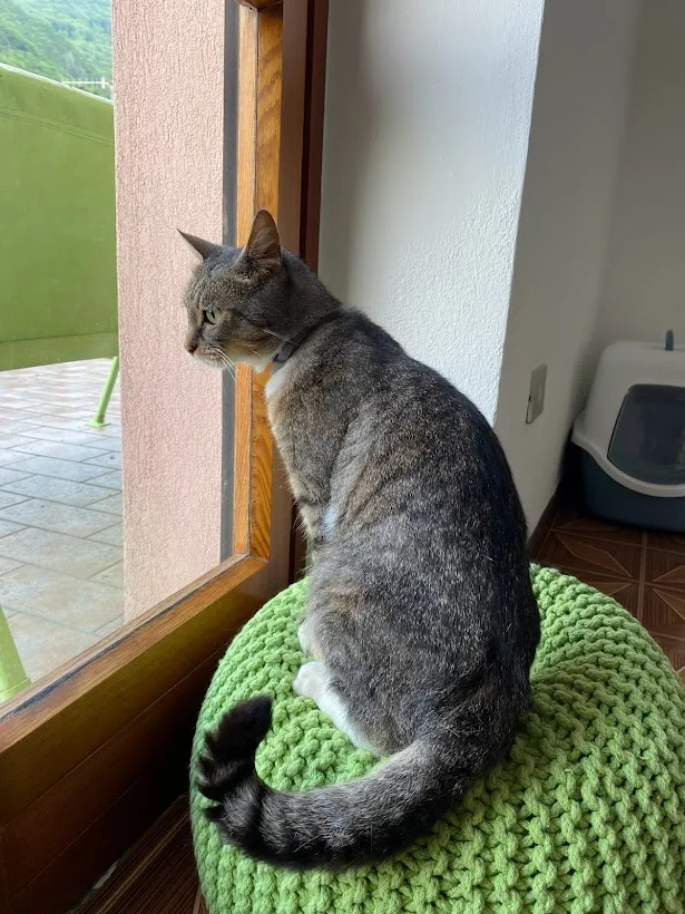 Gli Amici di Dusty - pensione per gatti a Bergamo - Alessandria pet otel görseli 7