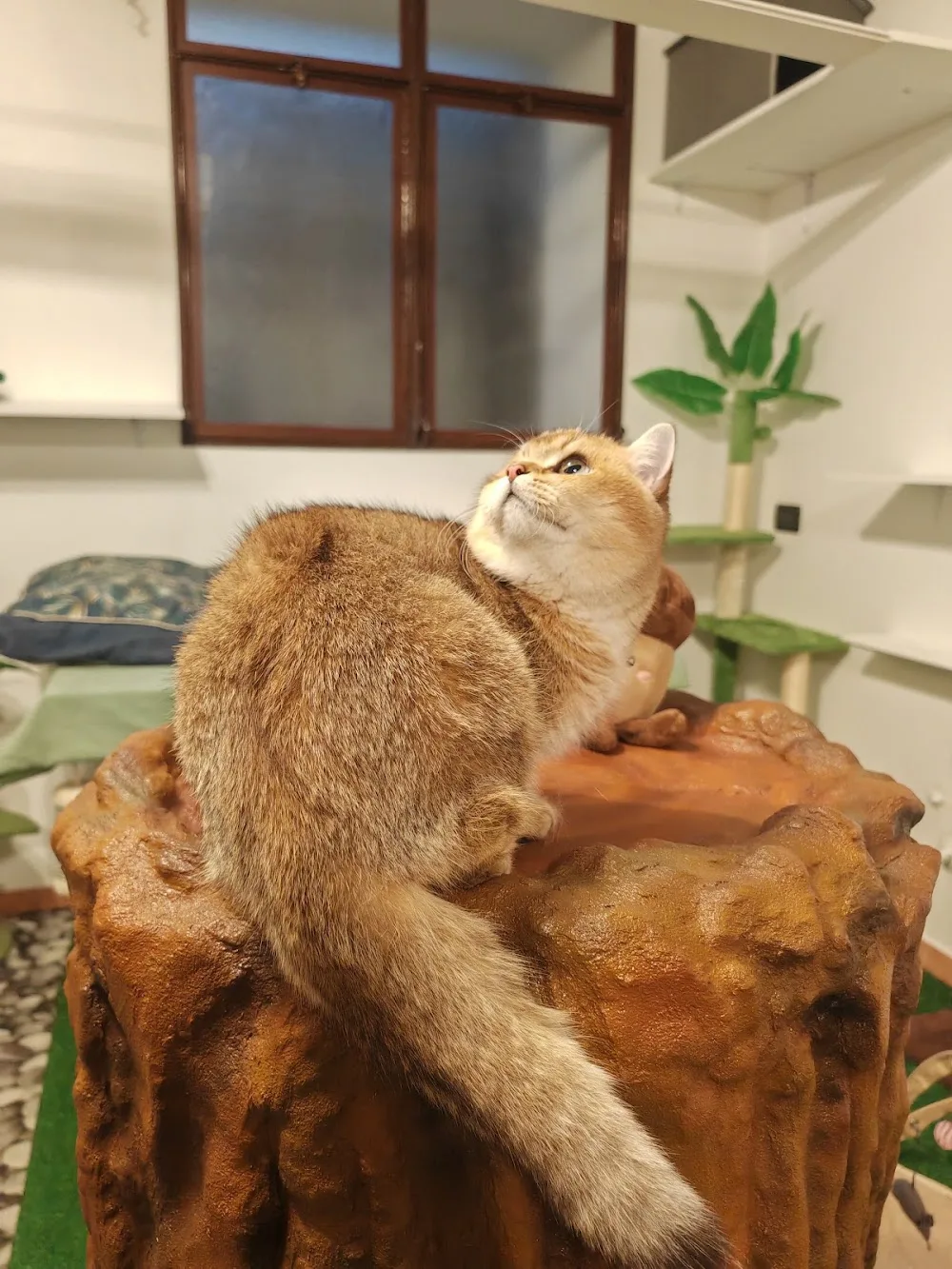 LA CASA DEI BAFFI - Cat Resort - - Alessandria pet otel
