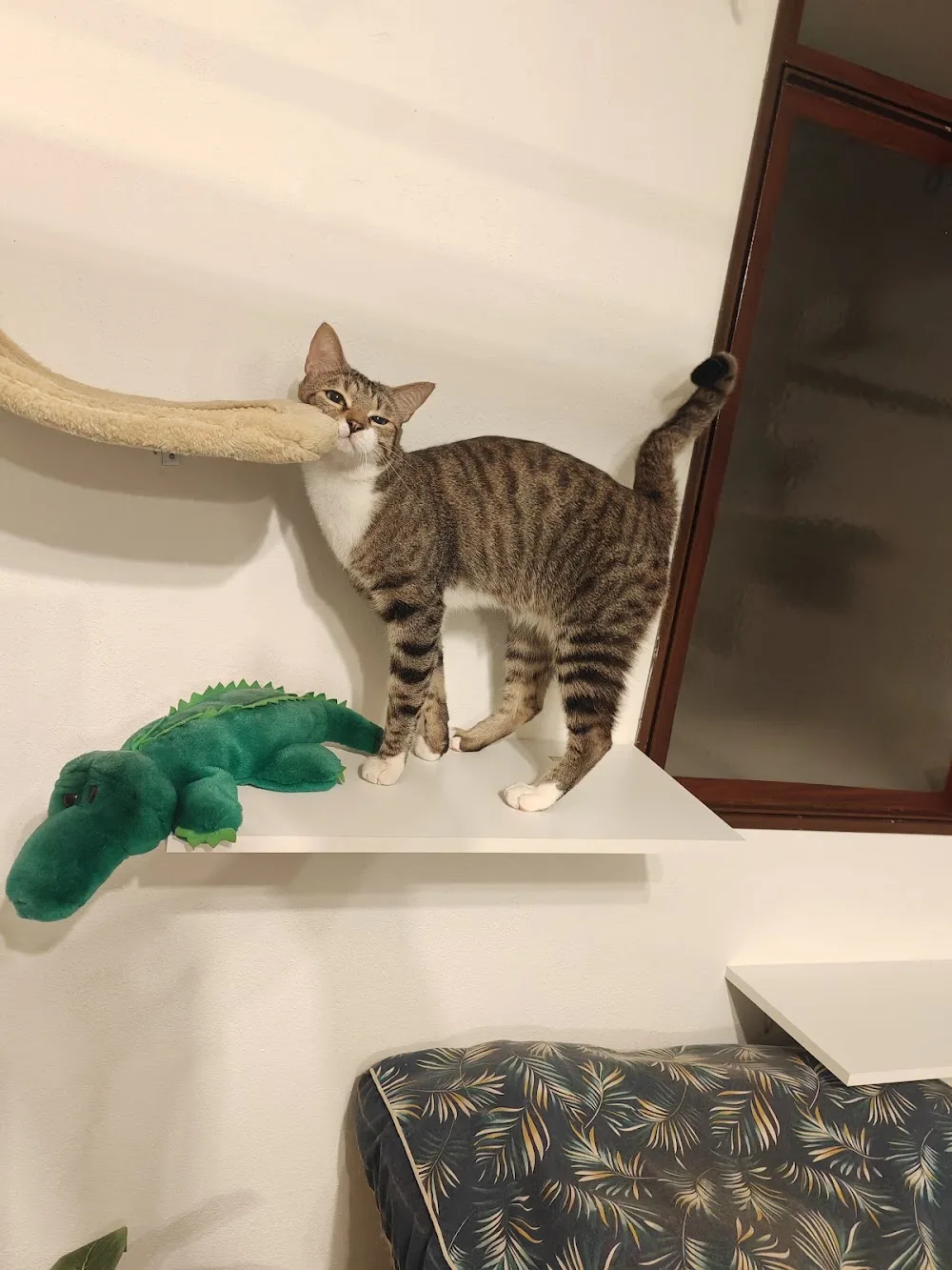 LA CASA DEI BAFFI - Cat Resort - - Alessandria pet otel görseli 3