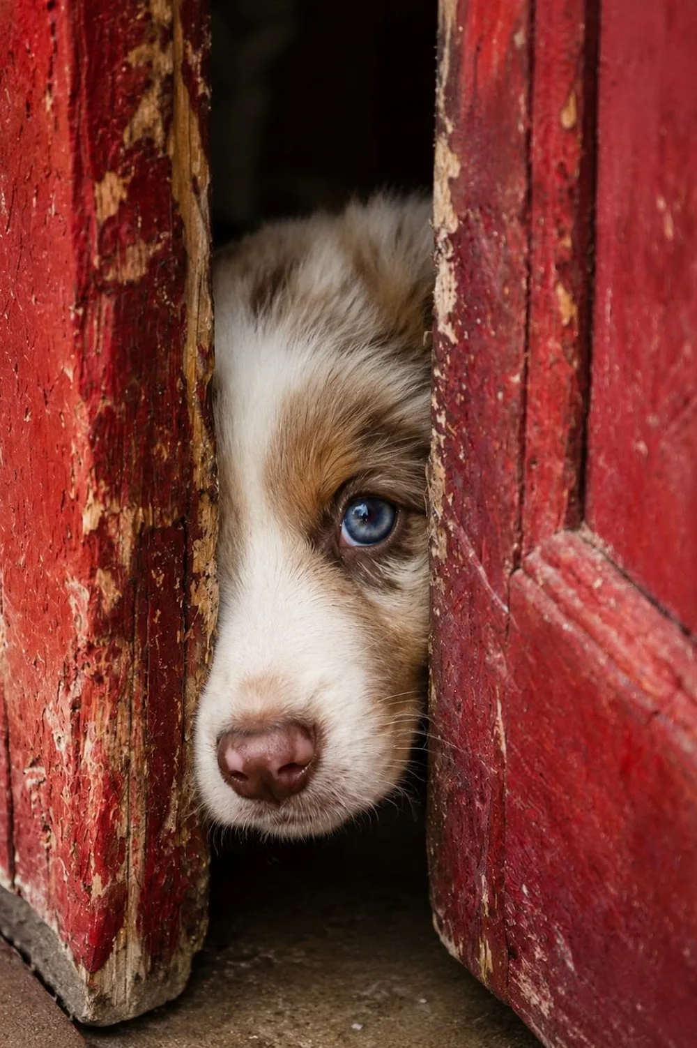 PENSIONE MAYA | ASILO per CANI, Alessandria - Alessandria pet otel