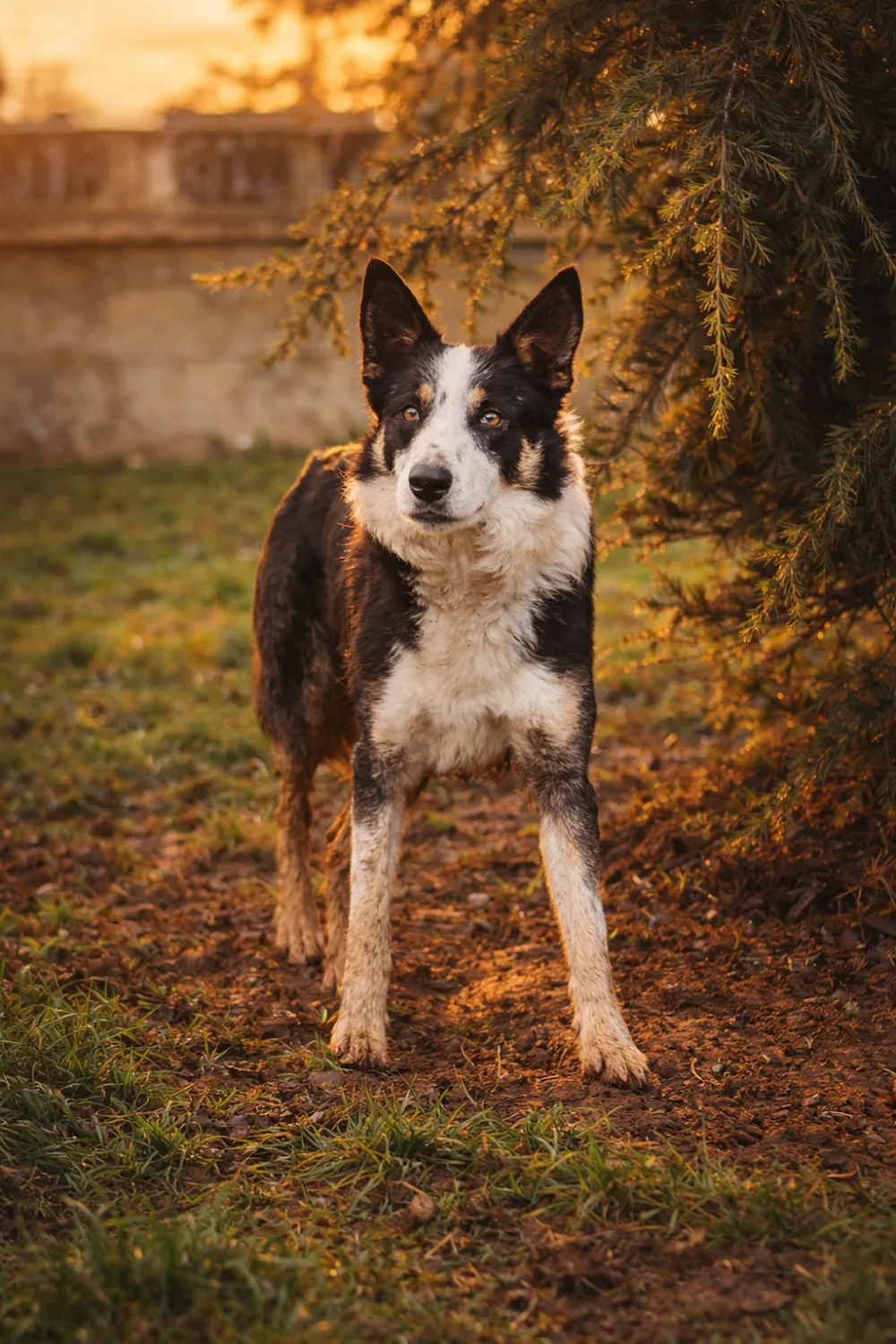 PENSIONE MAYA | ASILO per CANI, Alessandria - Alessandria pet otel görseli 3