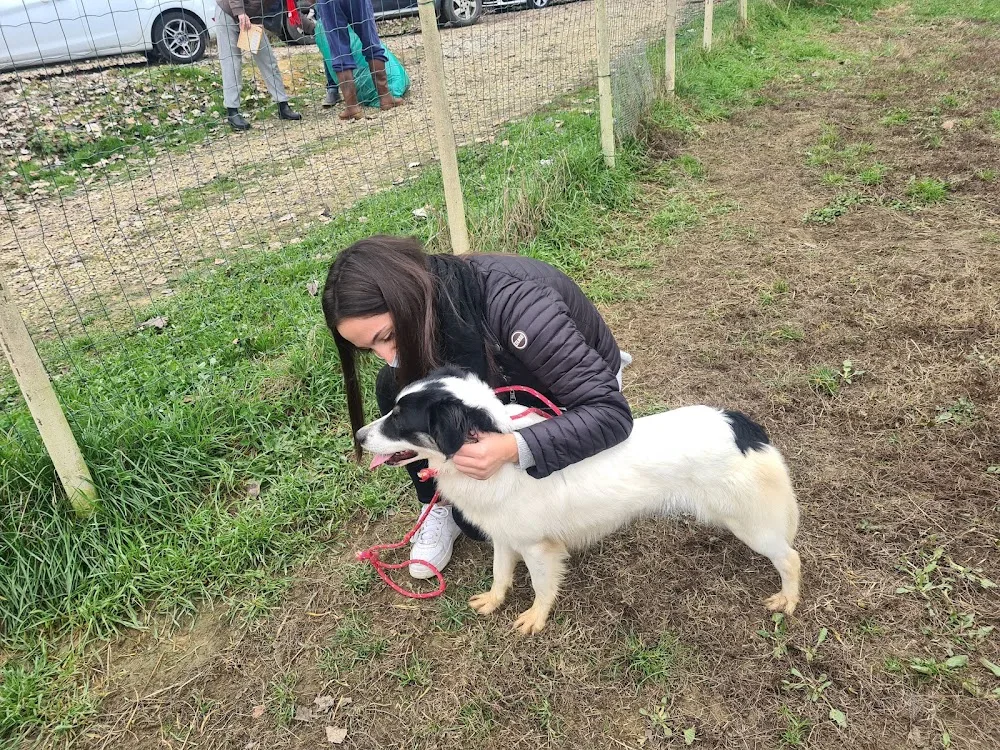 Pensione per cani e gatti - Alessandria pet otel