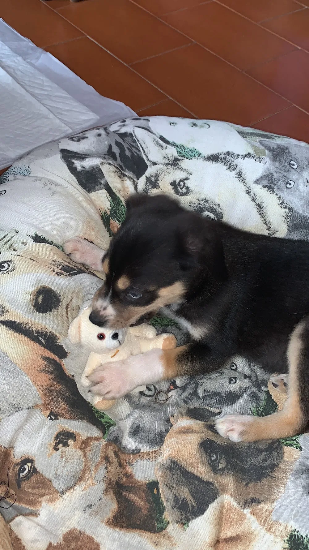 Pensione per cani e gatti - Alessandria pet otel görseli 3