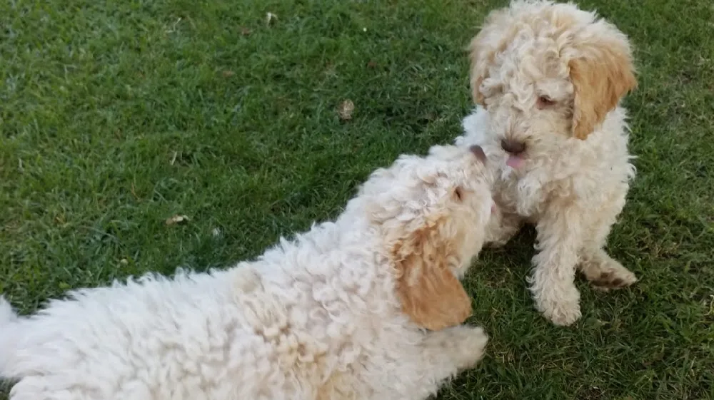 Villa Ambrosini - Home Restaurant e Pensione per Cani - Alessandria pet otel görseli 3
