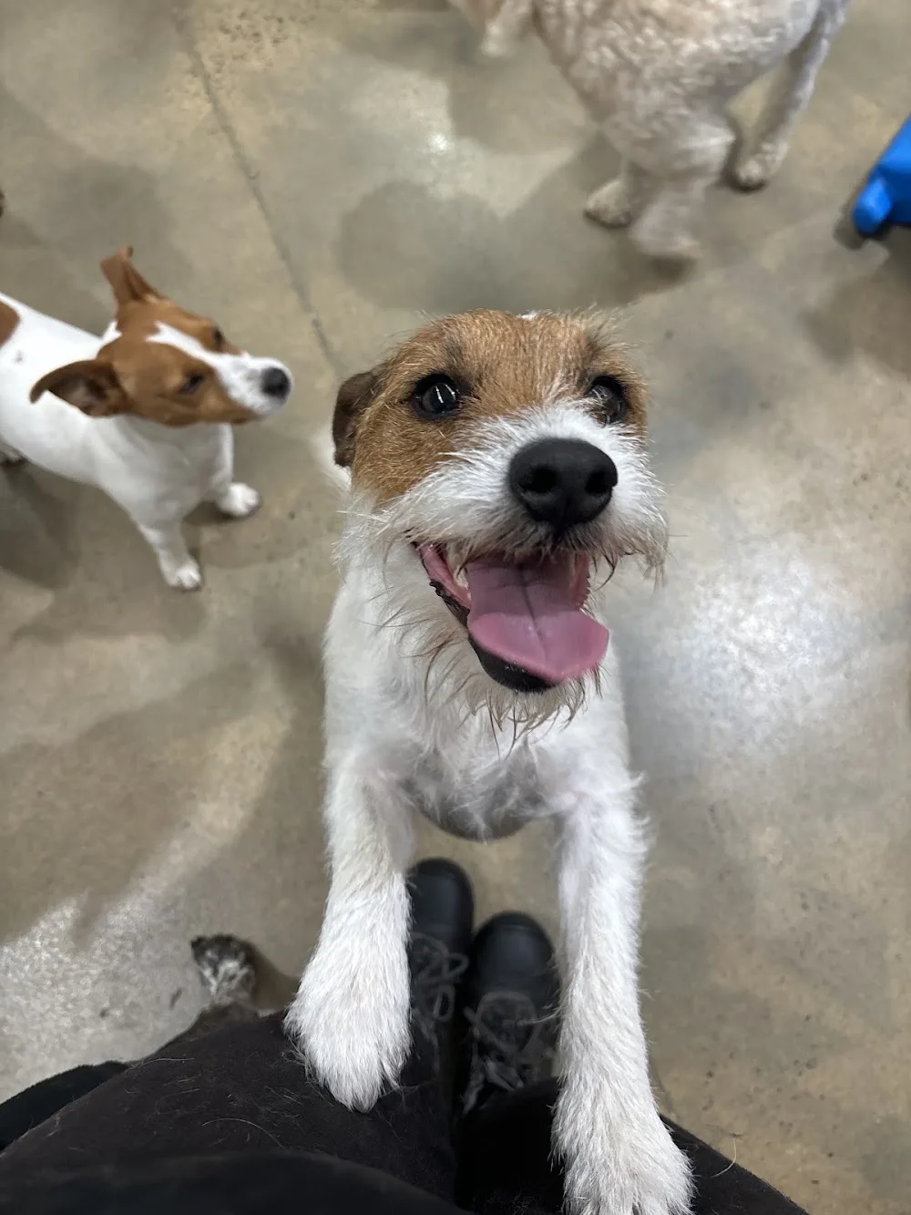 Ballarat Diggiddy Doggy Daycare - Alfredton pet otel görseli 3