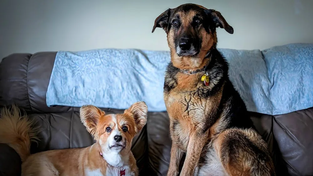 Bec's Pet Sitting Ballarat - Alfredton pet otel