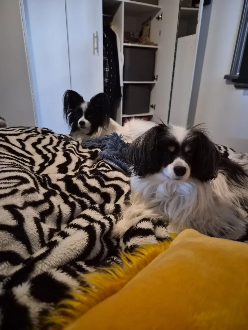Bec's Pet Sitting Ballarat - Alfredton pet otel görseli 3