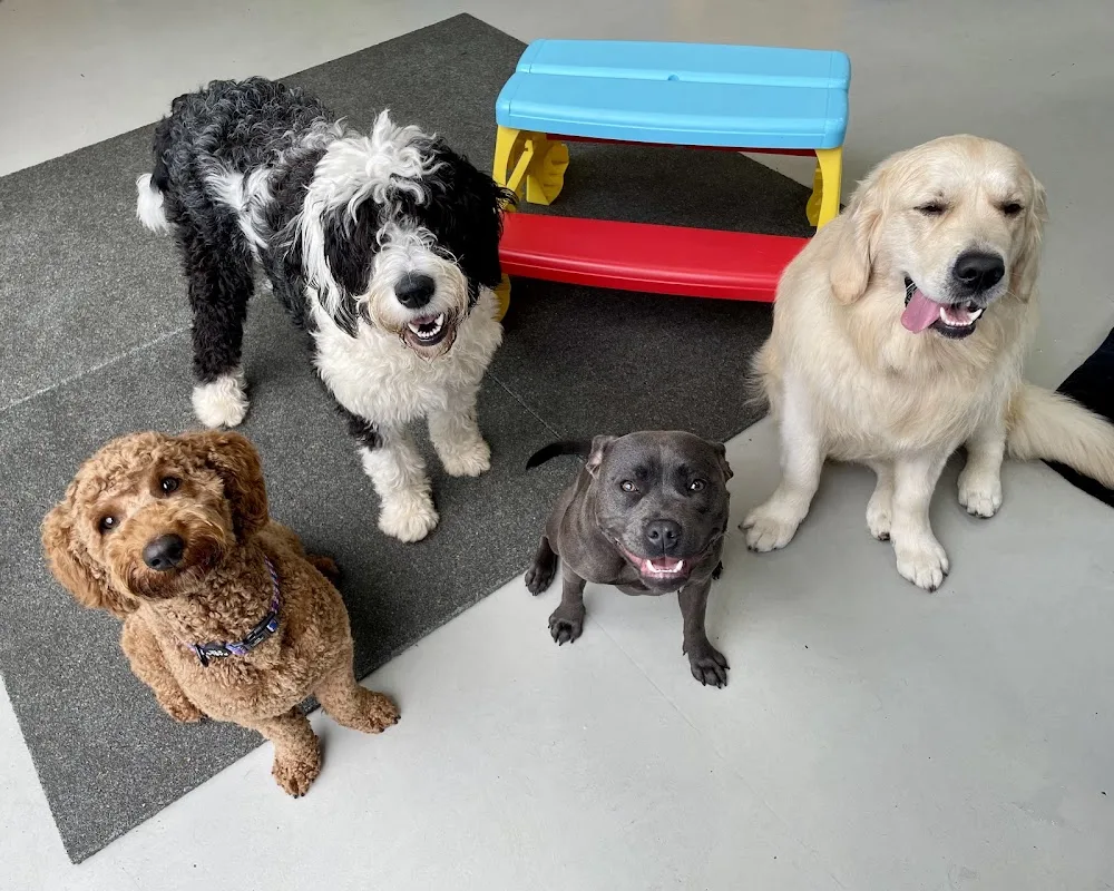 Complete K9 Dog Grooming - Alfredton pet otel görseli 3