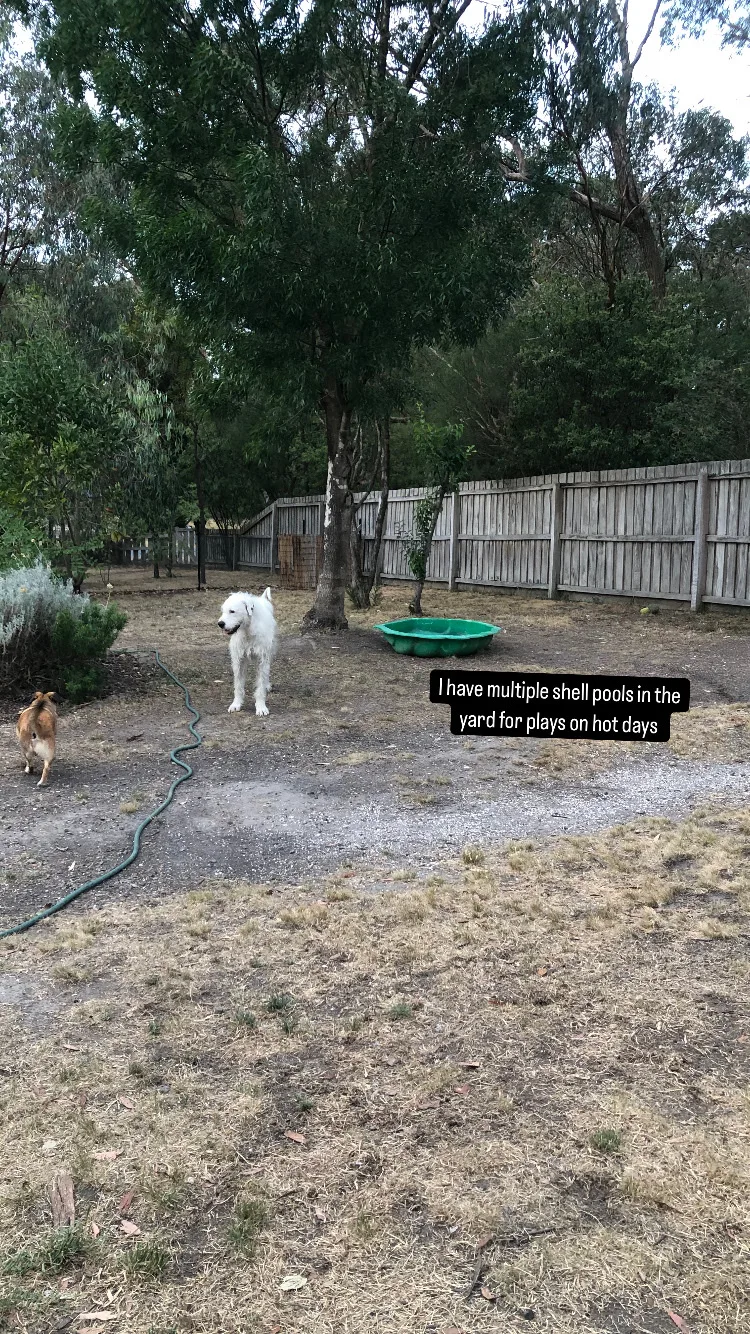 Ems pet sitting - Ballarat - Alfredton pet otel