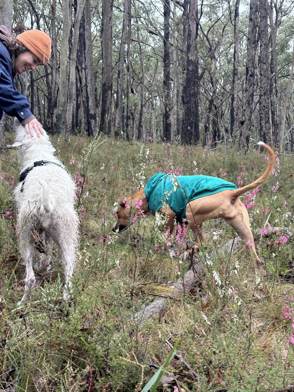 Ems pet sitting - Ballarat - Alfredton pet otel görseli 3
