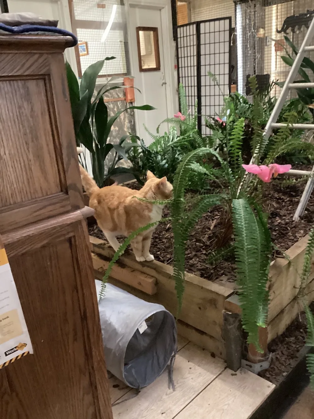 Merecats Resort - Alfredton pet otel görseli 2