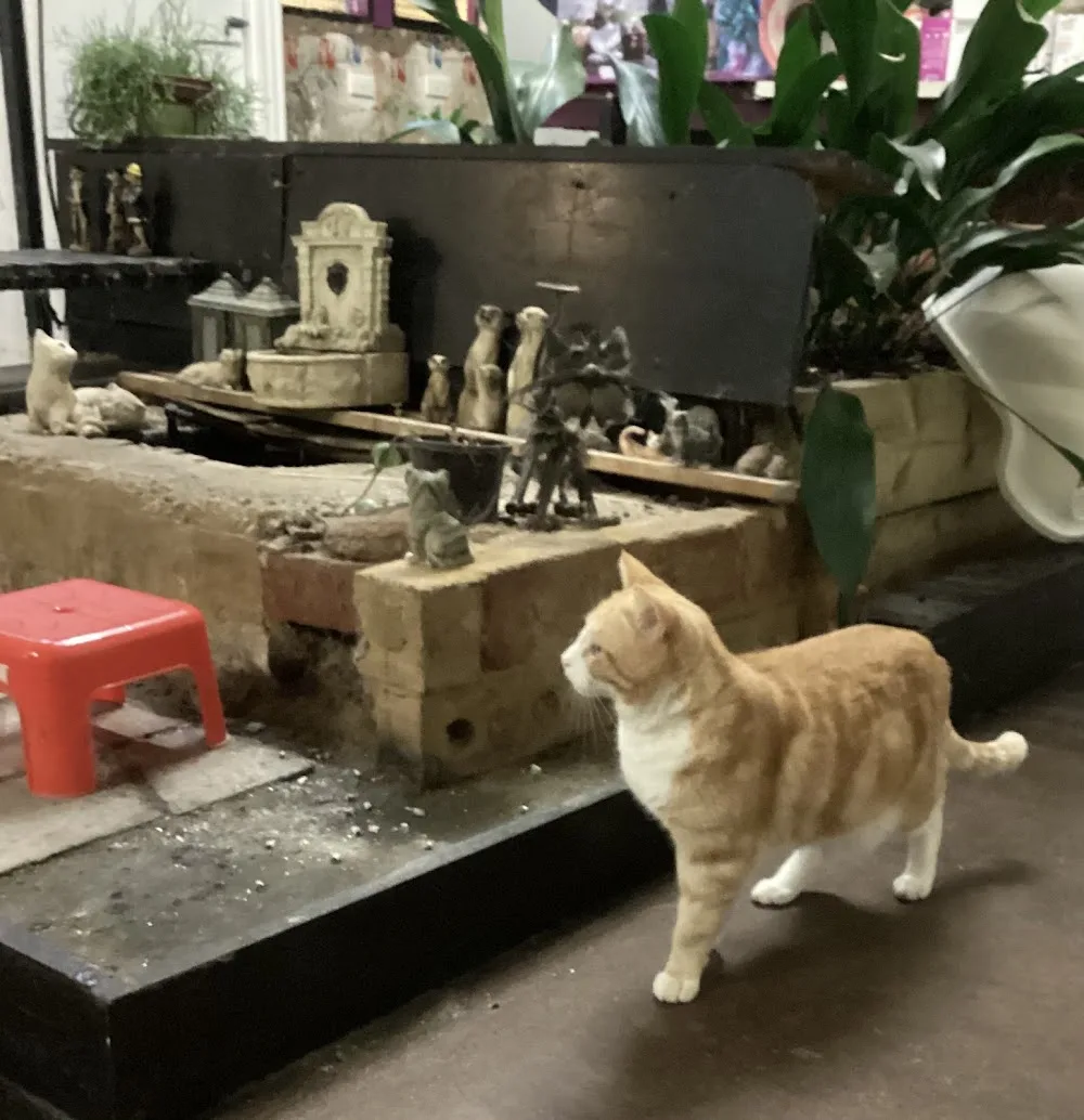 Merecats Resort - Alfredton pet otel görseli 3