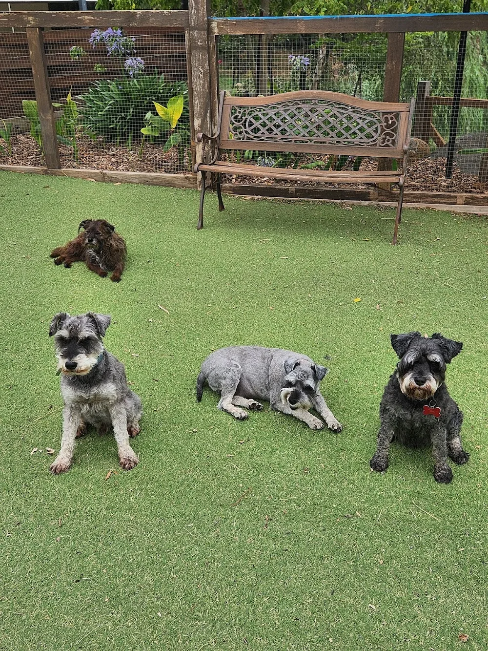 Pawsforabreak - Alfredton pet otel görseli 2