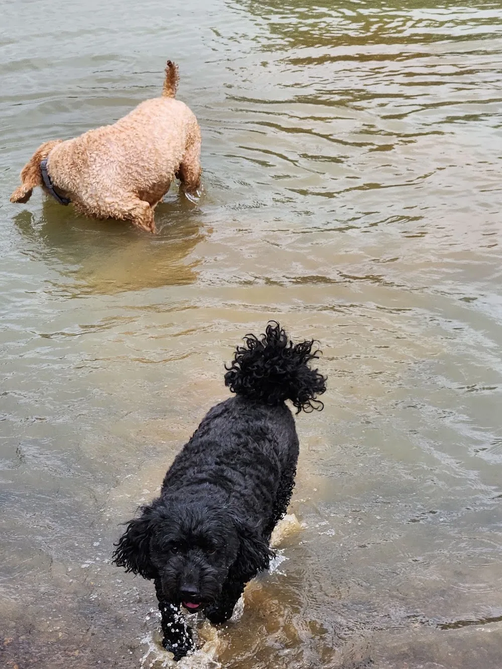 Pawsforabreak - Alfredton pet otel görseli 3