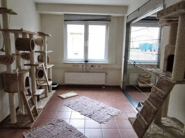 Katzenpension - Alfter pet otel