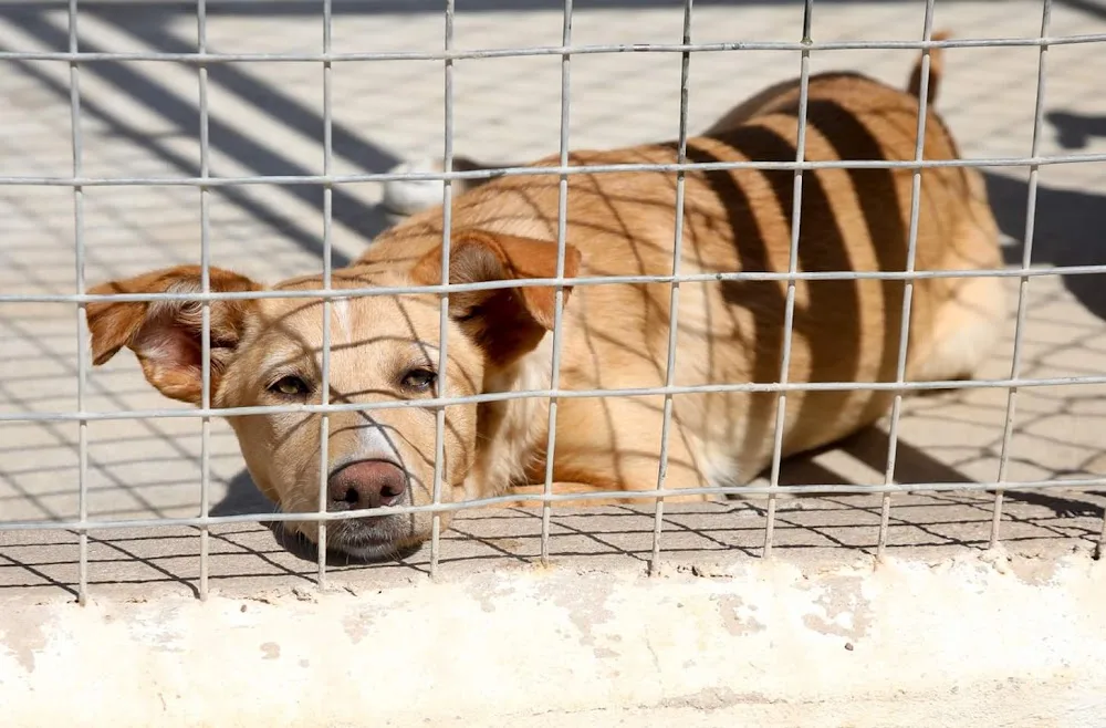 Canil de São Francisco de Assis - Associação dos Amigos dos Animais Abandonados (AAAA) - Algarve pet otel görseli 3