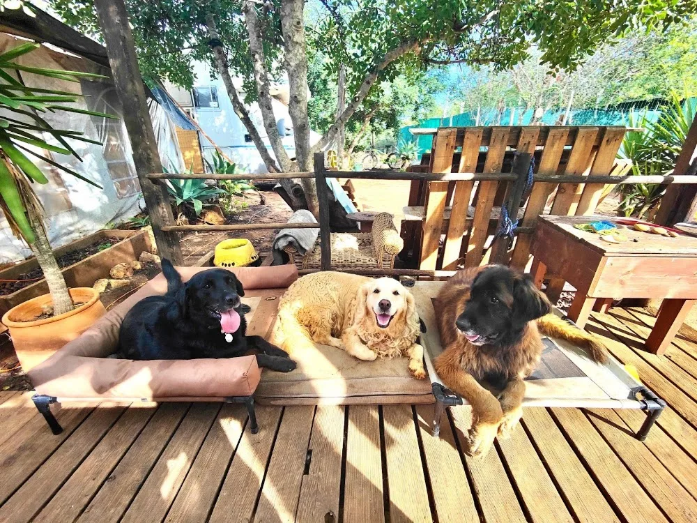 Elo's Dogs - Happiness at Home - Algarve pet otel görseli 3