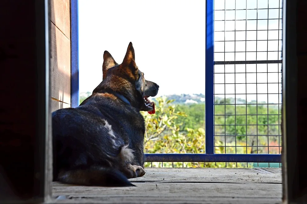 Pets Inn, lda - Algarve pet otel