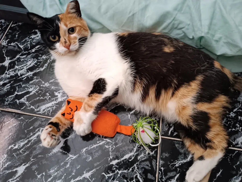 Petsitting - Hospedagem de animais - Algarve pet otel
