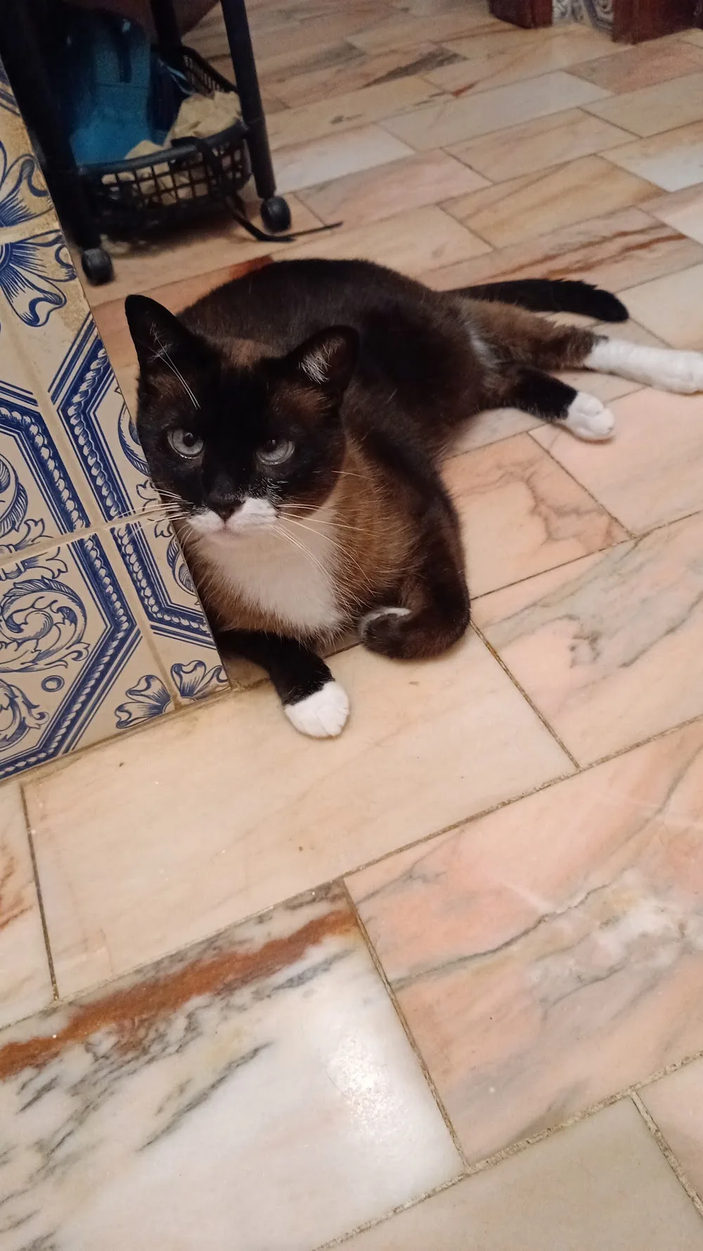Petsitting - Hospedagem de animais - Algarve pet otel görseli 3