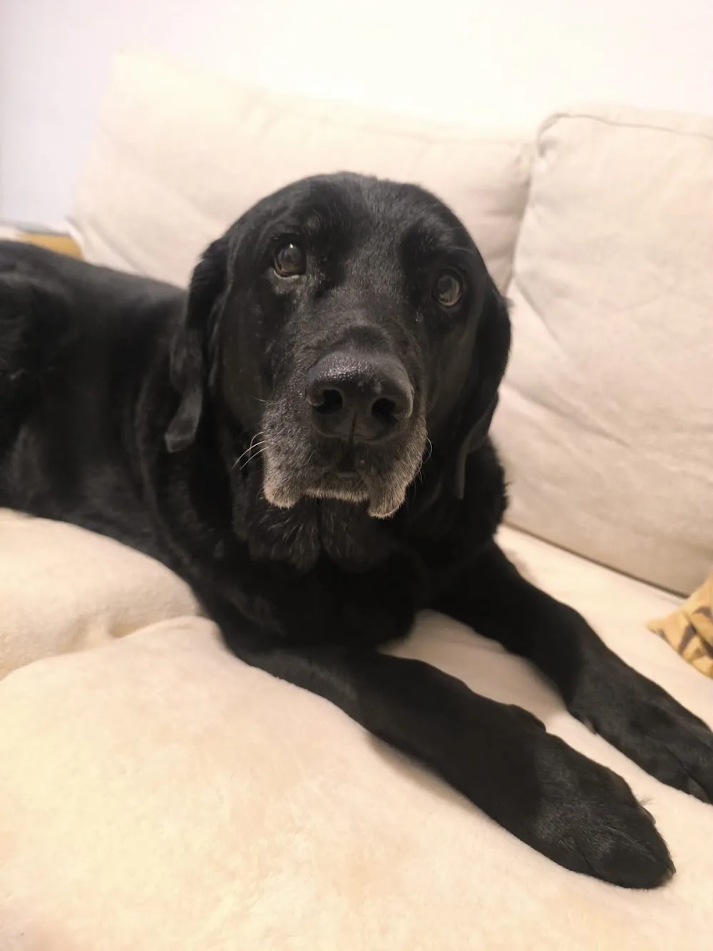 PetSitting Tavira - Algarve pet otel görseli 3