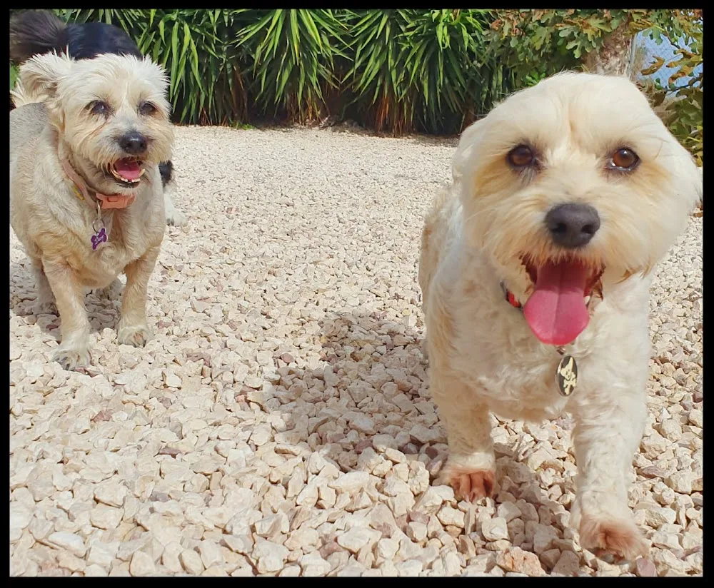 Amber Lodge Kennels & Cattery - Alicante pet otel
