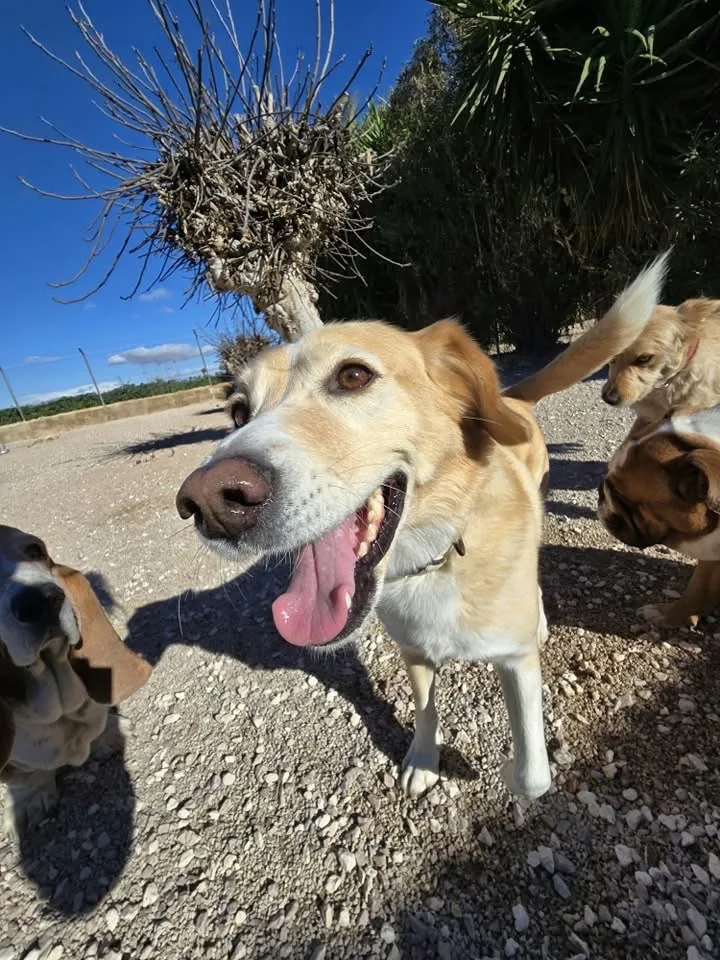 Amber Lodge Kennels & Cattery - Alicante pet otel görseli 7