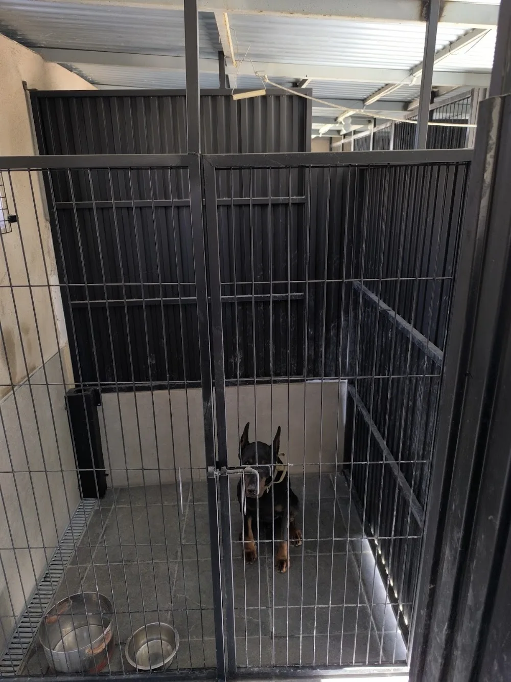 Psico-kan adiestramiento- hotel canino - Alicante pet otel görseli 3