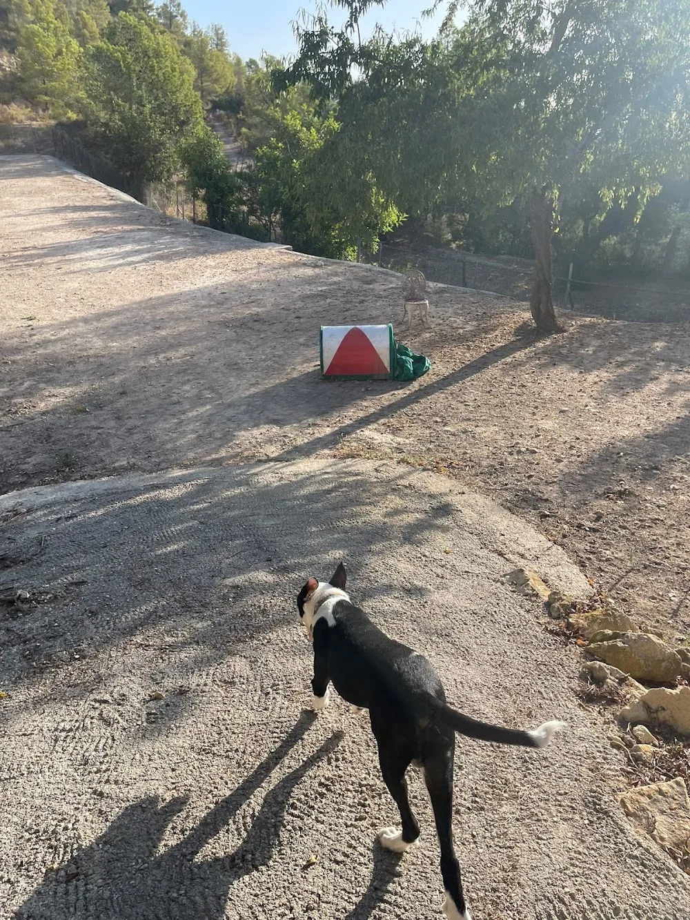 Shieldaig Kennels - Alicante pet otel görseli 3
