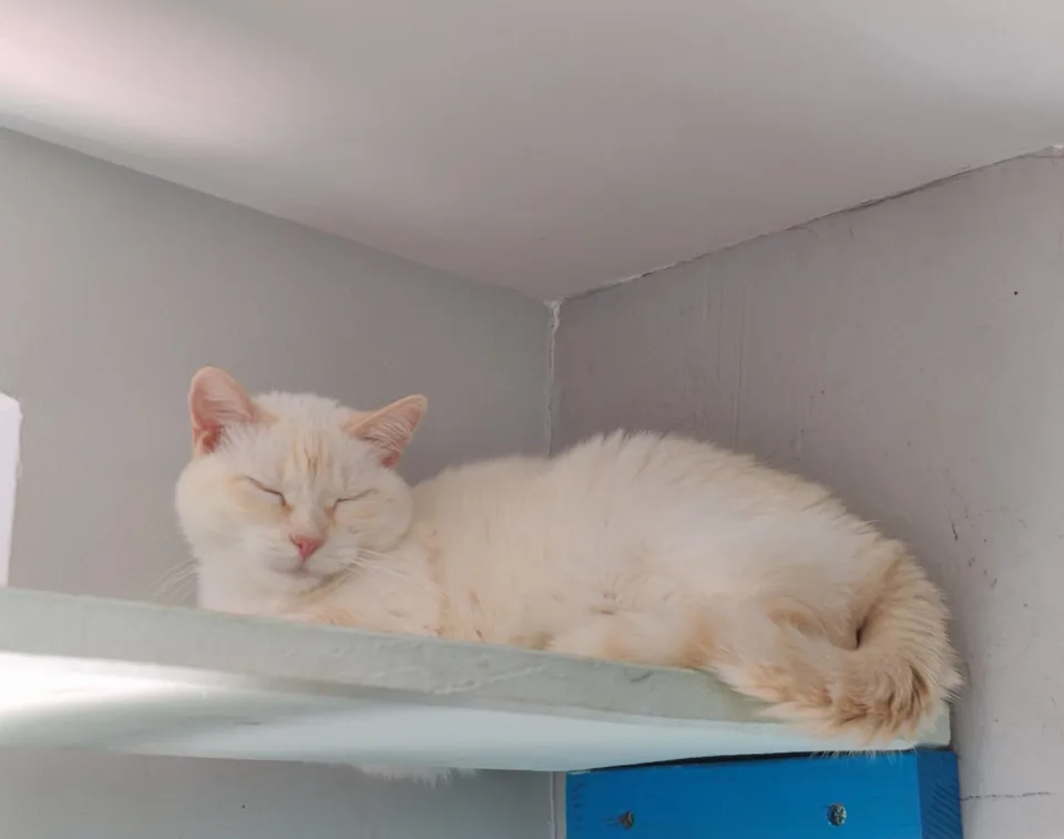 Au Bonheur de Juliette - Allier pet otel görseli 3
