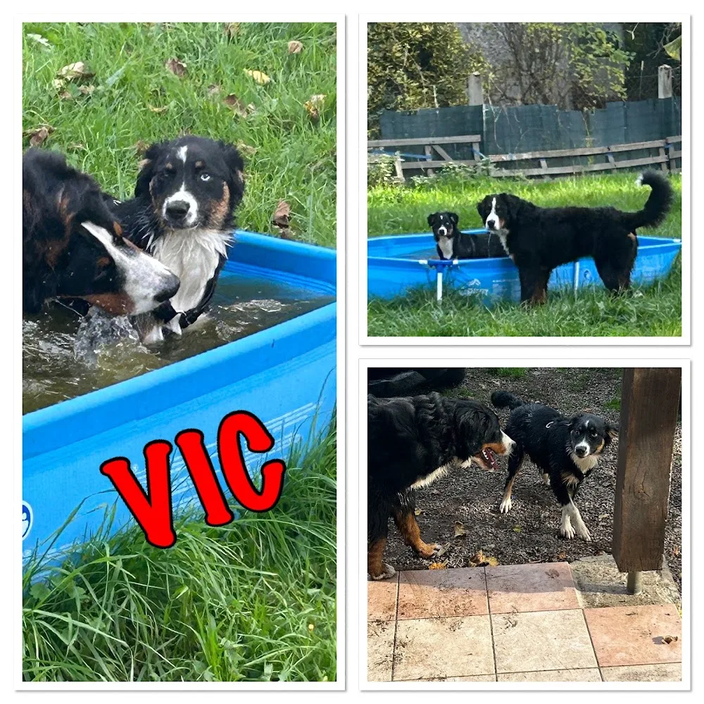 Garde d'animaux 03 - Allier pet otel