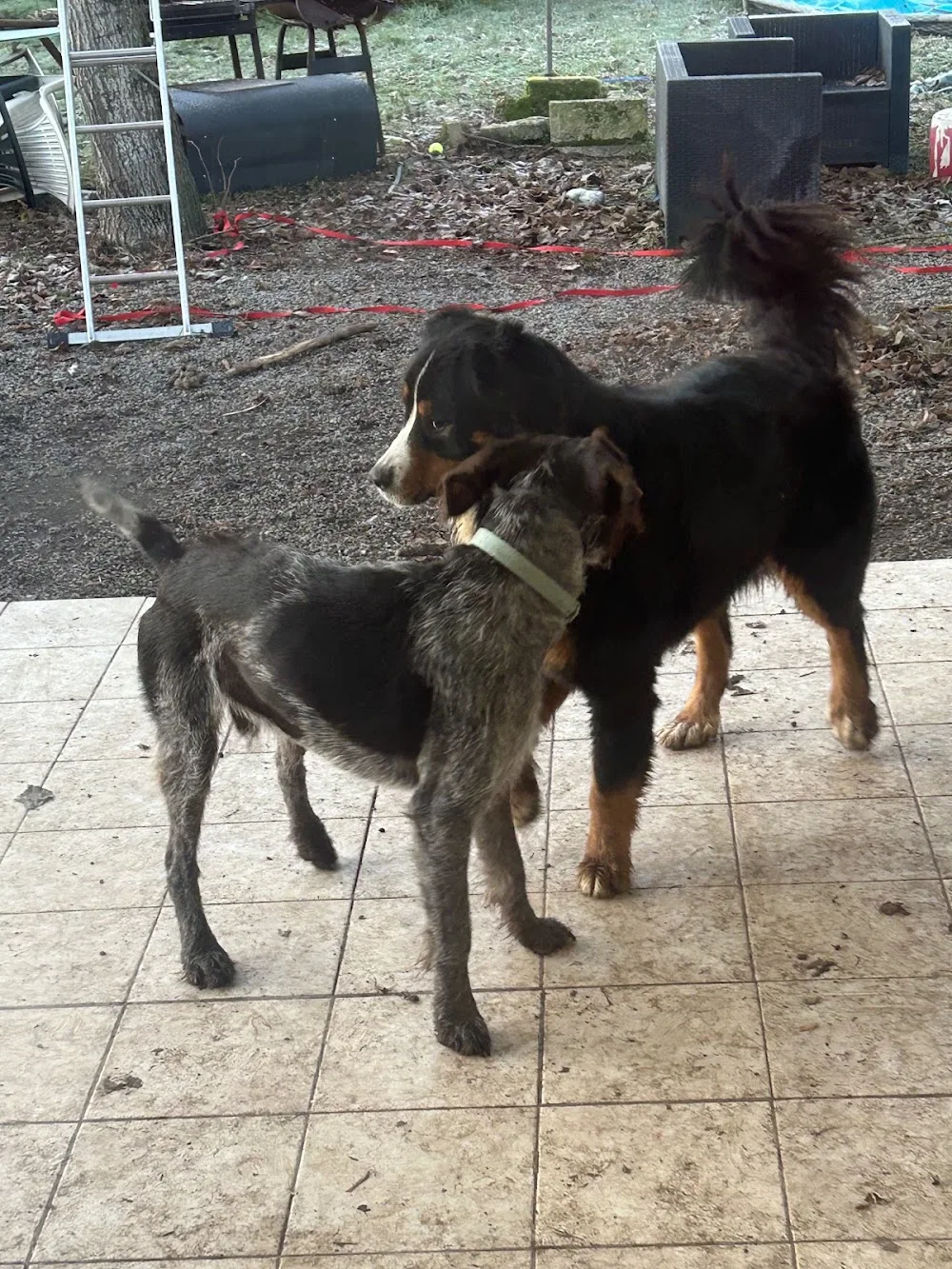Garde d'animaux 03 - Allier pet otel görseli 3