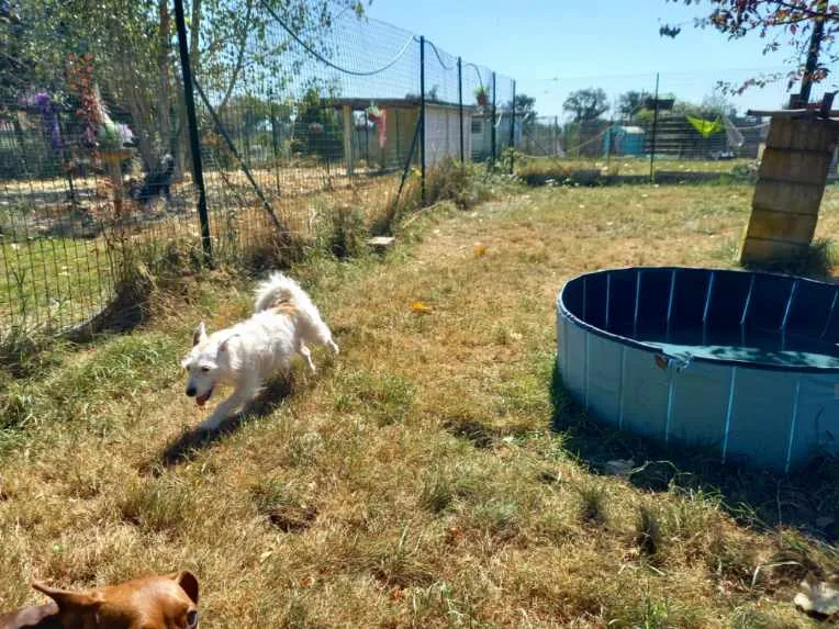 Le Mas Sagré Sulou - Allier pet otel görseli 3