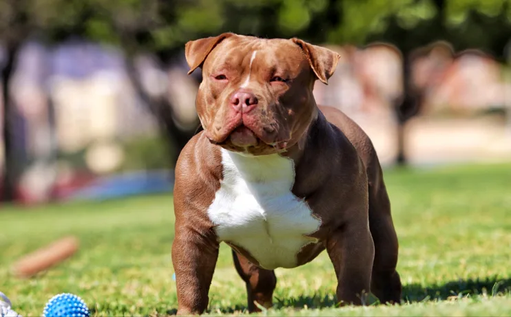 American Bully E.Z.Bulls Kennel - Almeria pet otel