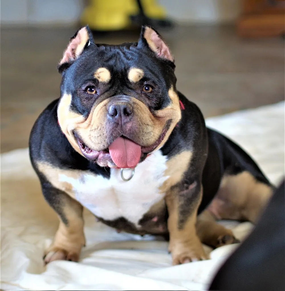 American Bully E.Z.Bulls Kennel - Almeria pet otel görseli 3