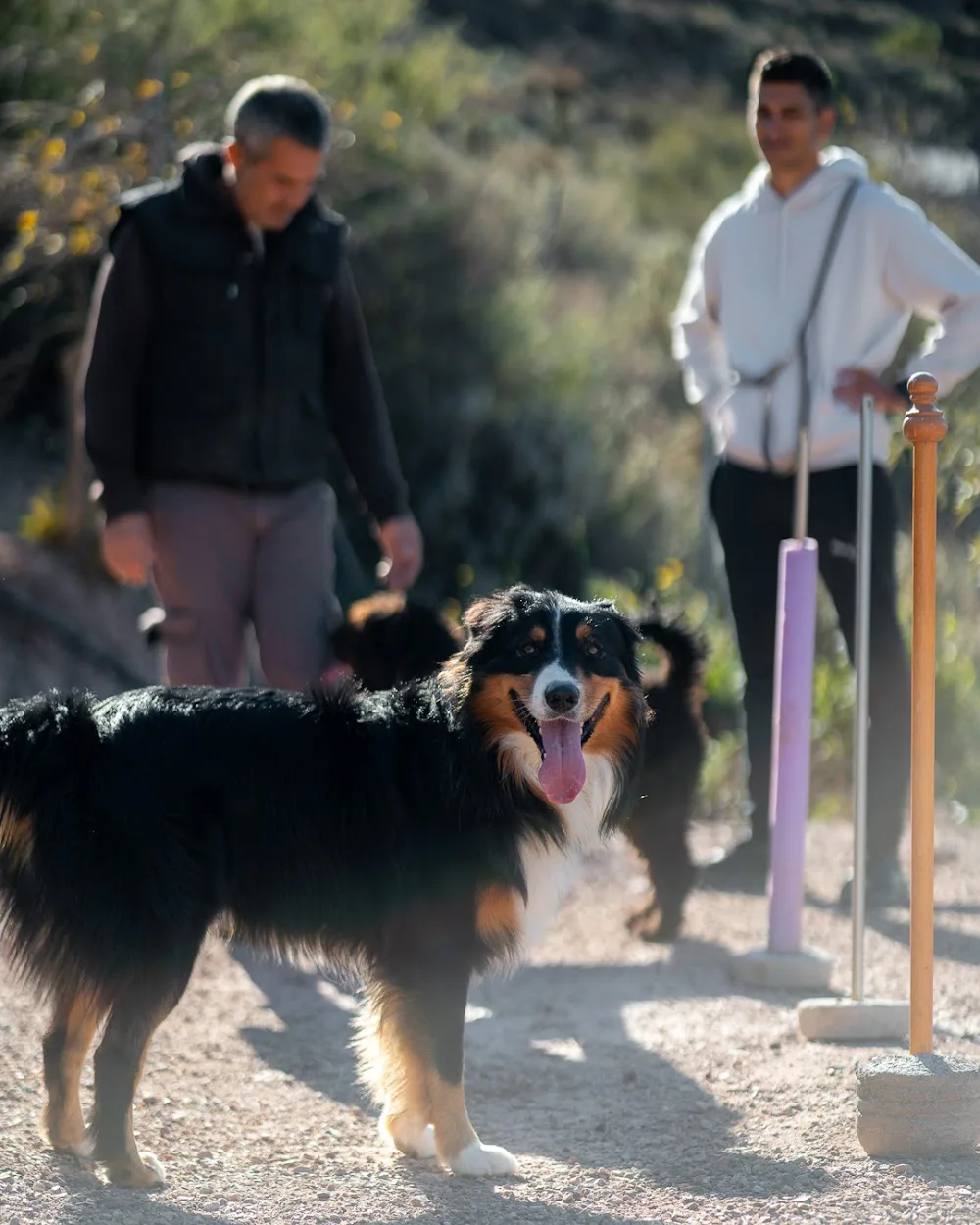 Casa Lobo - Dog's Hotel & Resorts - Almeria pet otel