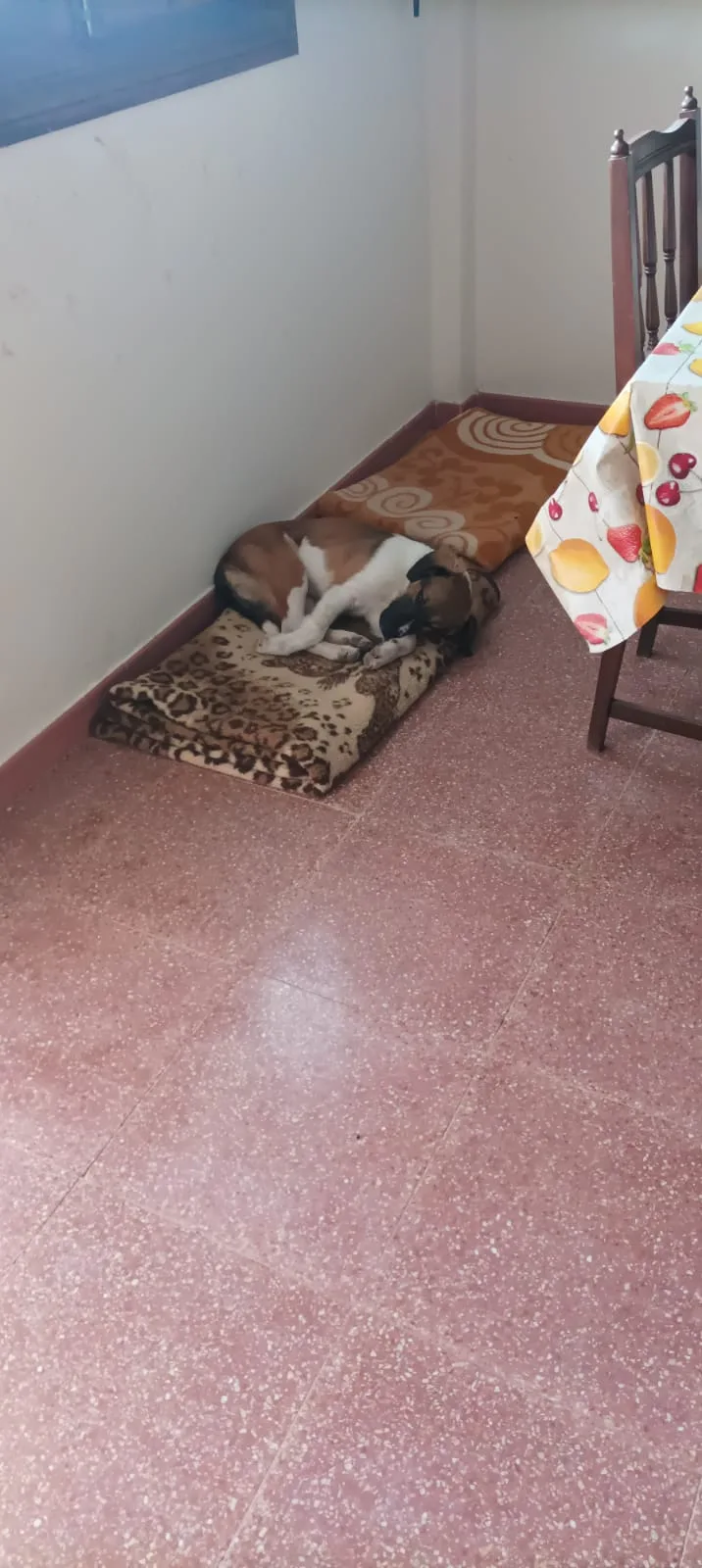 Casa Lobo - Dog's Hotel & Resorts - Almeria pet otel görseli 3