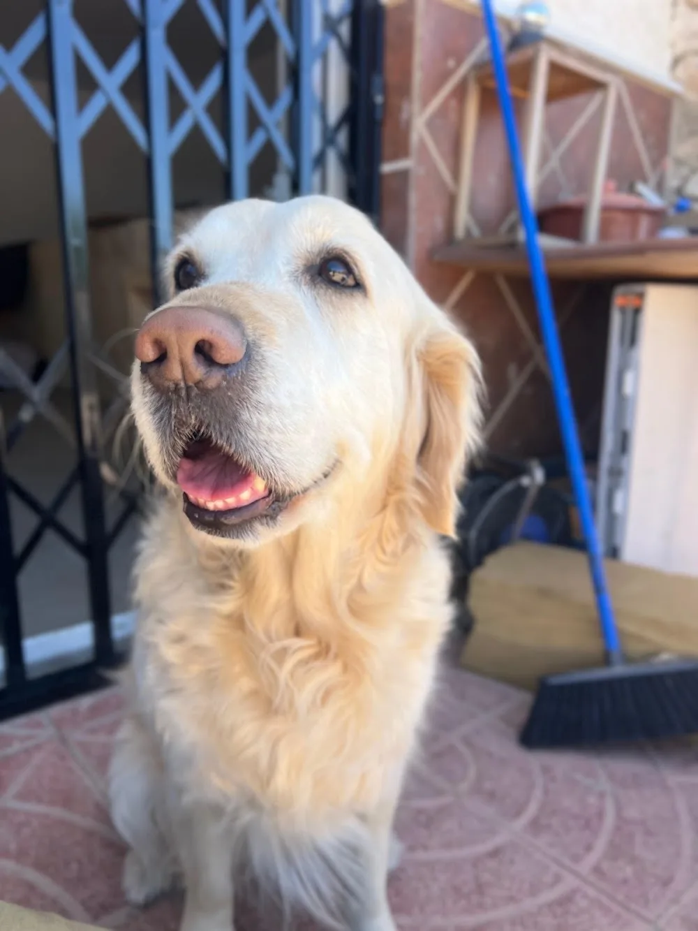 La fogata de firulais | Cuidadora canina - Almeria pet otel