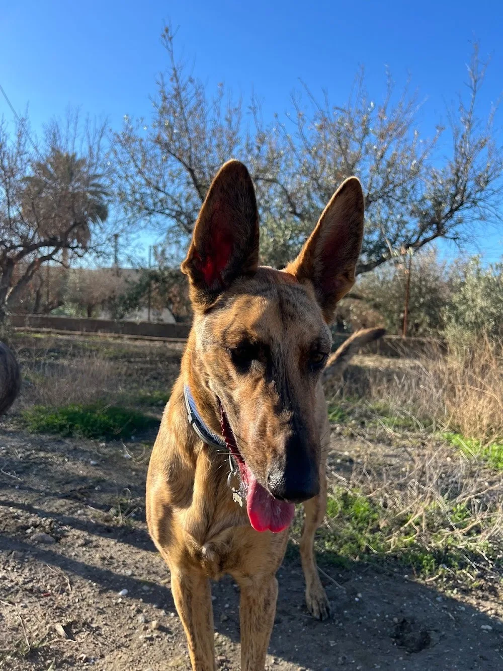 La fogata de firulais | Cuidadora canina - Almeria pet otel görseli 3