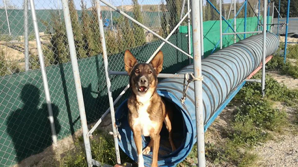 LiderCan - Almeria pet otel görseli 3