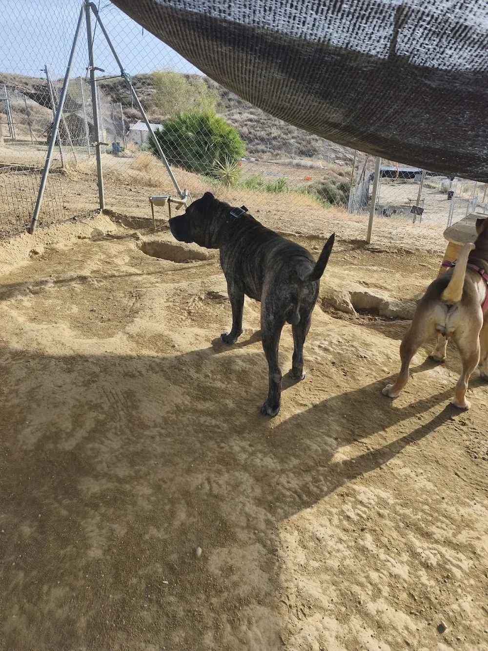 Party Dogs Resort canino - Almeria pet otel