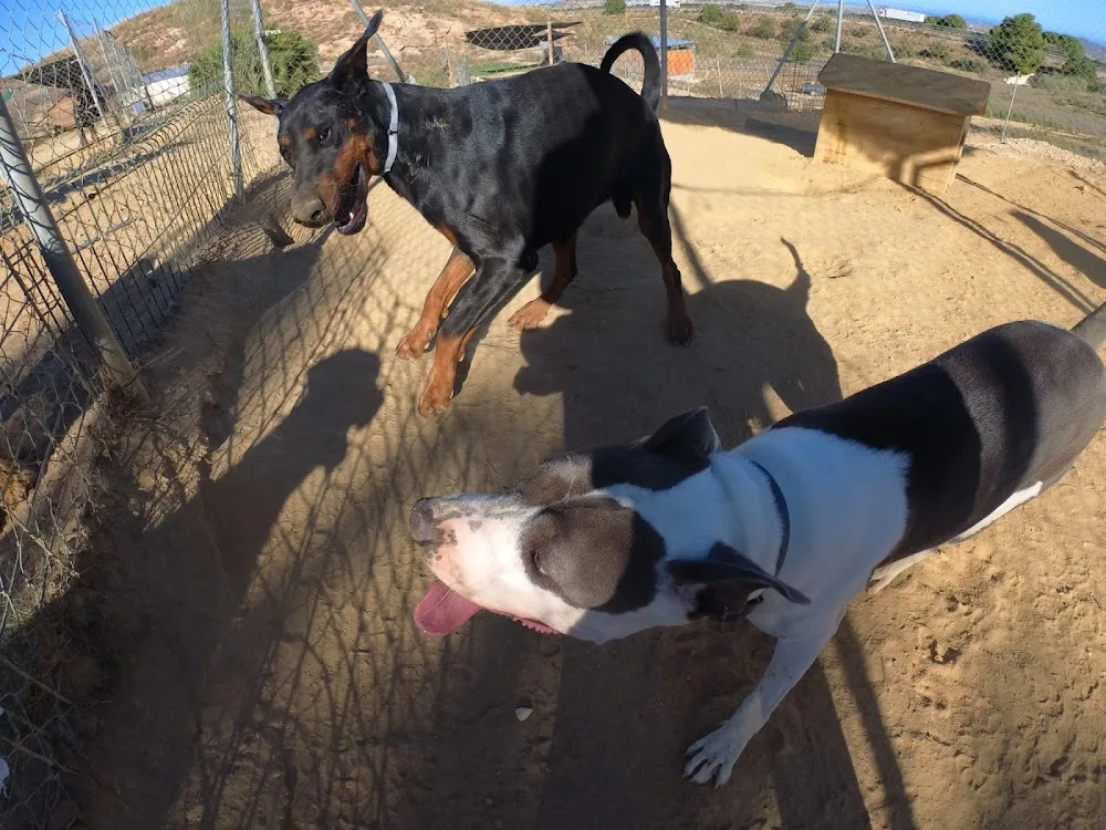Party Dogs Resort canino - Almeria pet otel görseli 3