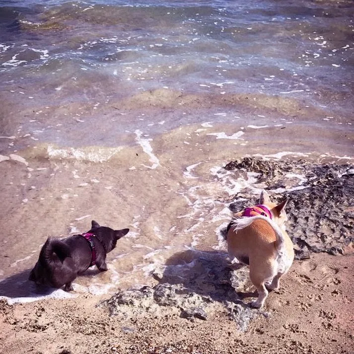 Party Dogs Resort canino - Almeria pet otel görseli 5